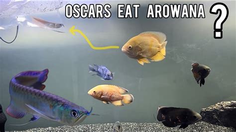 My First Arowana .